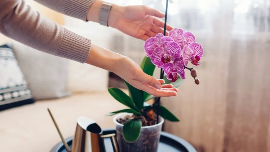 7 растения, които ще ви донесат добър късмет