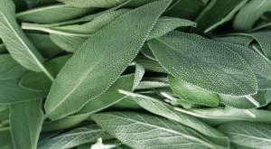 13 невероятни начина за употреба на салвия