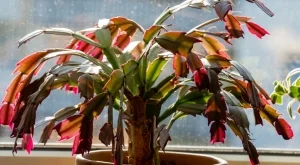 Защо коледничето ви НЕ цъфти? 6 възможни причини