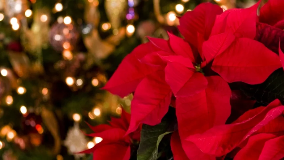 Колко често да поливате коледната звезда, за да живее и след Коледа