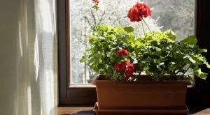 Как да се грижите за мушкато през зимата