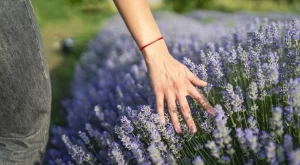 Лавандулата ще цъфти година след година, ако добавите това към почвата през зимата