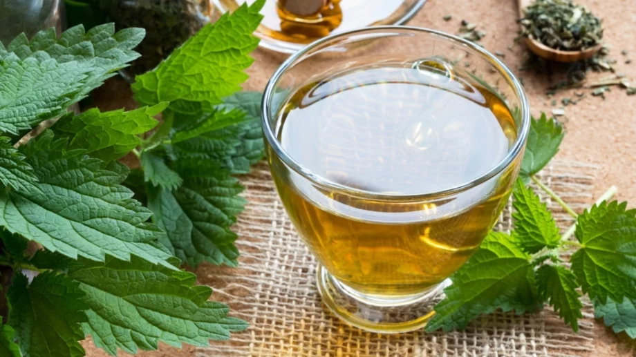 Какво ще се случи с тялото ви, ако пиете чай от коприва всеки ден (ВИДЕО)