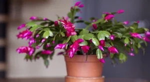 Как да предотвратите окапването на пъпки от коледничето