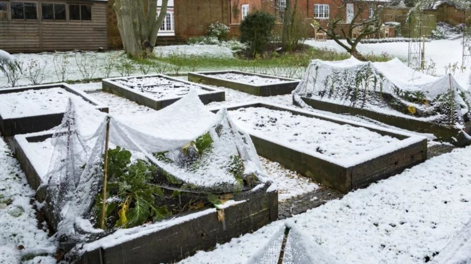 Ето защо да слагате сапун в градината през декември 