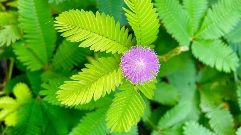 Лечебните свойства на мимозата, които трябва да знаете 