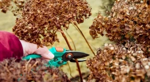 6 растения, които  трябва да подрязвате през декември