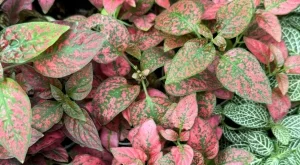 Как правилно да се грижите за хипоестес