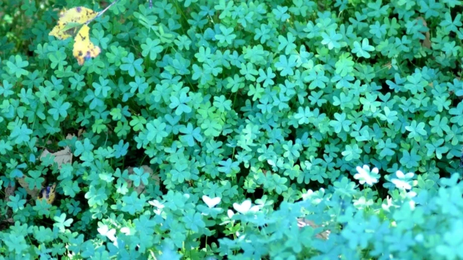 Топ 4 забележителни ползи за здравето от горския киселец