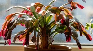 Ето защо коледничето става лилаво