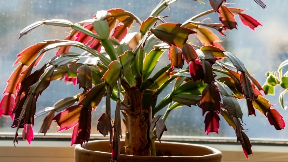 Ето защо коледничето става лилаво