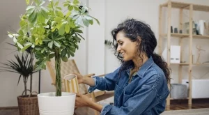 Колко често трябва да поливате стайни растения през зимата