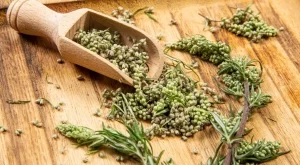 15 ползи от консумацията на пелин