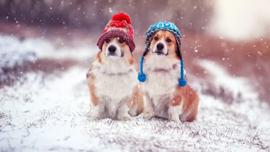 Как правилно да се грижите за кучето си през зимата 