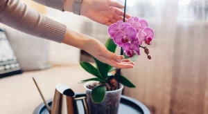 Орхидеята ще цъфти пищно, ако внимавате за тези 3 неща
