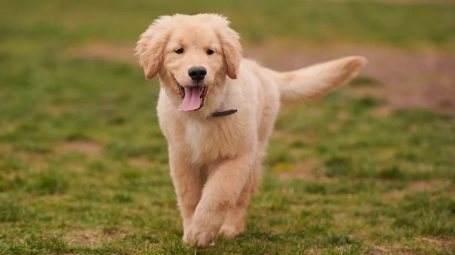 Най-добрите породи кучета за начинаещи собственици 