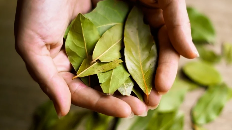 Имате дафинов лист? Използвайте го и за кожата си