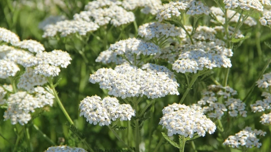 Бял равнец: Неподозирани ползи и употреба