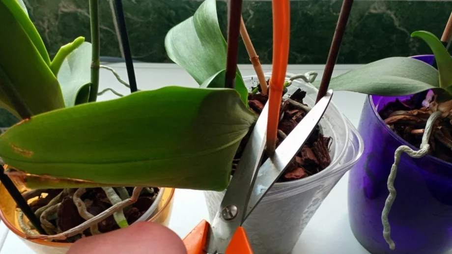 Трябва ли да отрежете стъблото на вашата орхидея, ако цветята умрат?