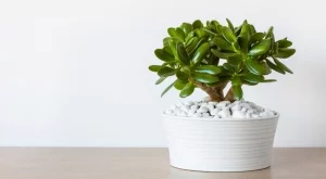 Как да се грижите за дървото на живота и да привлечете просперитет