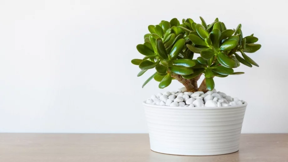 Как да се грижите за дървото на живота и да привлечете просперитет