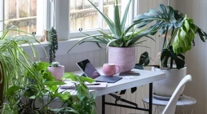 Най-често срещаните митовете за стайните растения