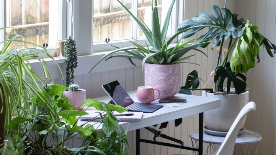 Най-често срещаните митовете за стайните растения