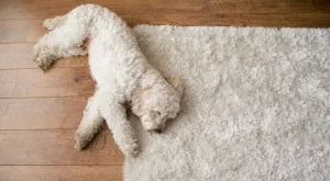 Можете ли да перете килим в пералня?