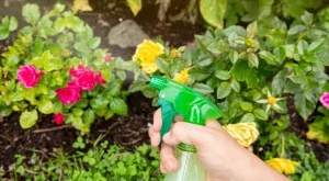 5 начина да използвате кислородна вода във вашата градина 