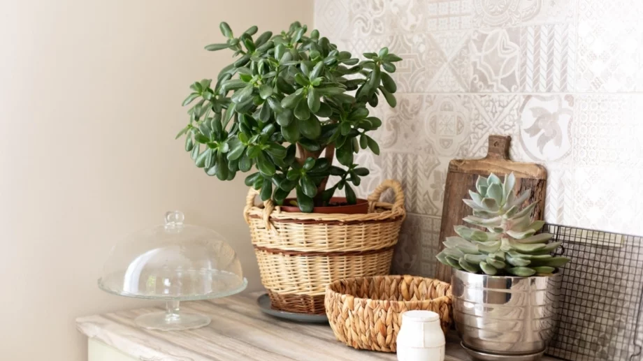 8 стайни растения, които могат да живеят над 50 години