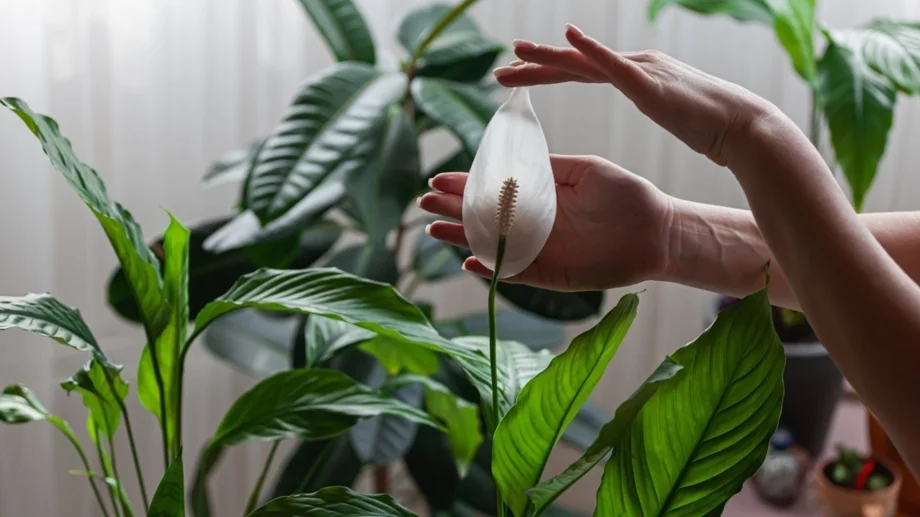 7 стайни растения с ниска поддръжка, които пречистват въздуха