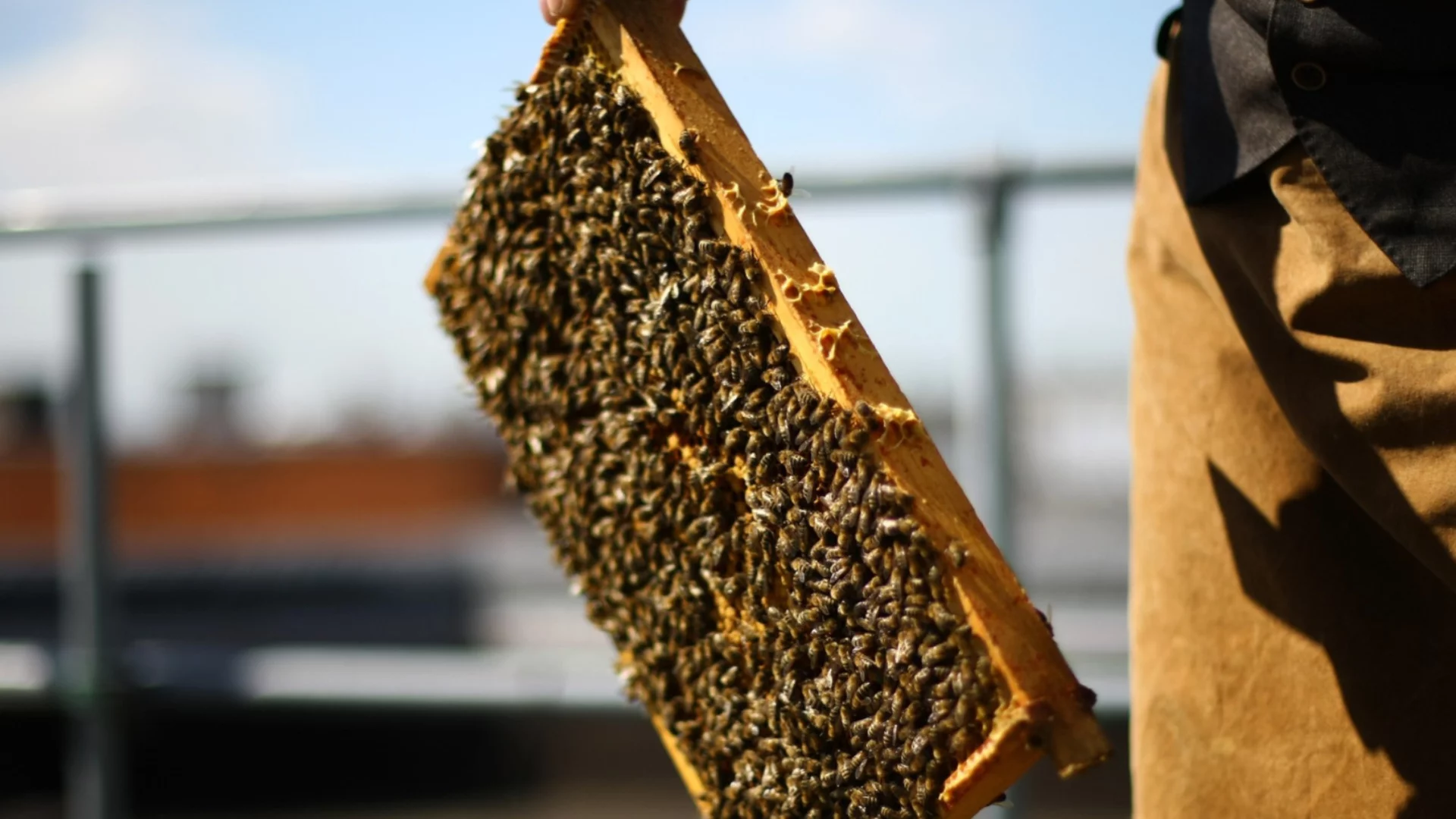 Биооръжие: Украинци атакуваха руски войници с пчели. В Твер подпалиха руски радар за 160 млн. долара (ВИДЕО)