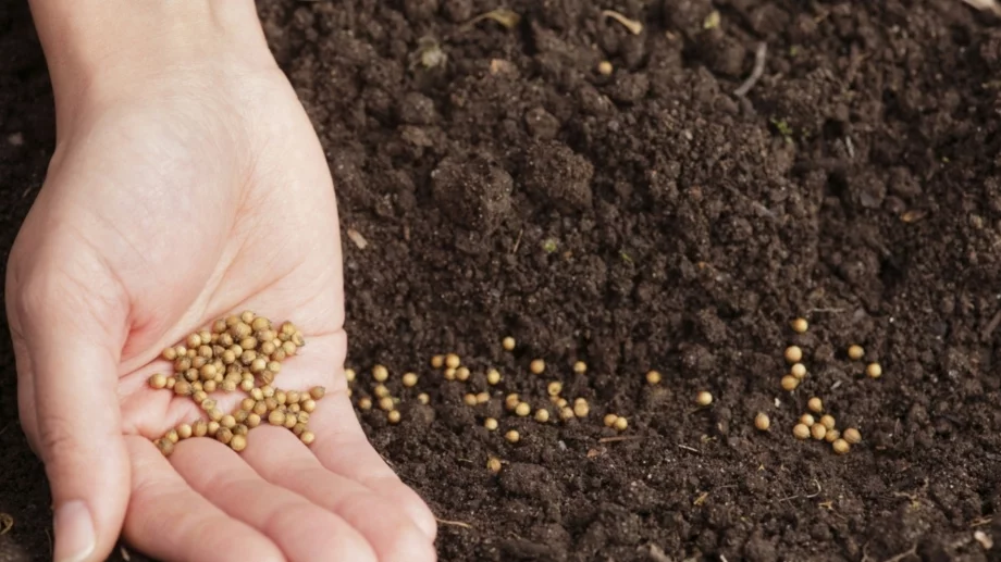 4 задачи, които да свършите през март в градината си