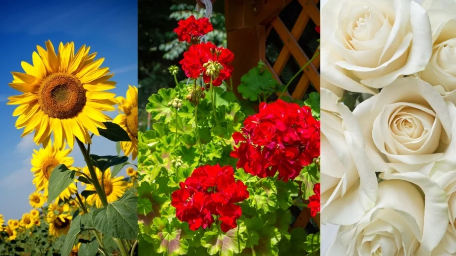 Изберете си цвете и разберете повече за личността си