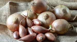 Каква е разликата между лук и шалот?