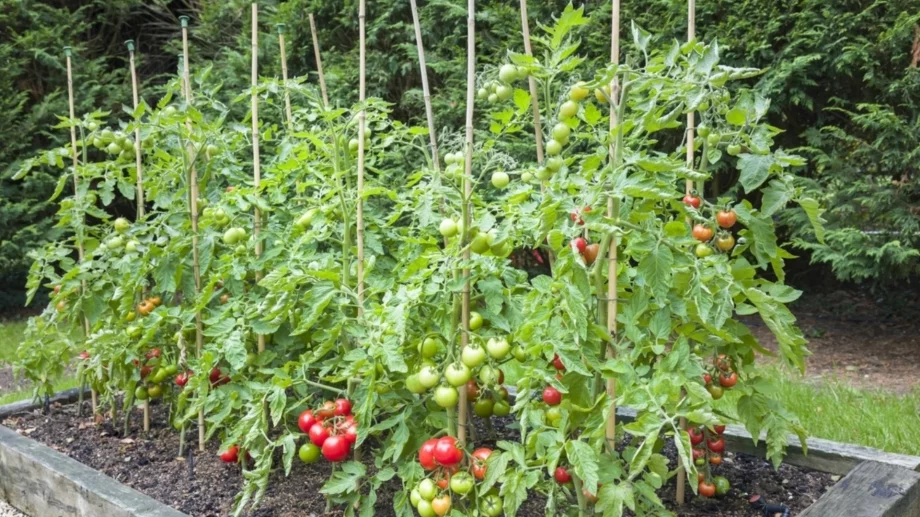 Дори не си помисляйте да засаждате домати до тези растения