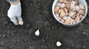 Можете ли да засадите чесън през пролетта? Само ако следвате тези правила