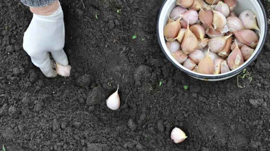 Можете ли да засадите чесън през пролетта? Само ако следвате тези правила