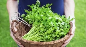 Тази подправка може да ви убие, внимавайте