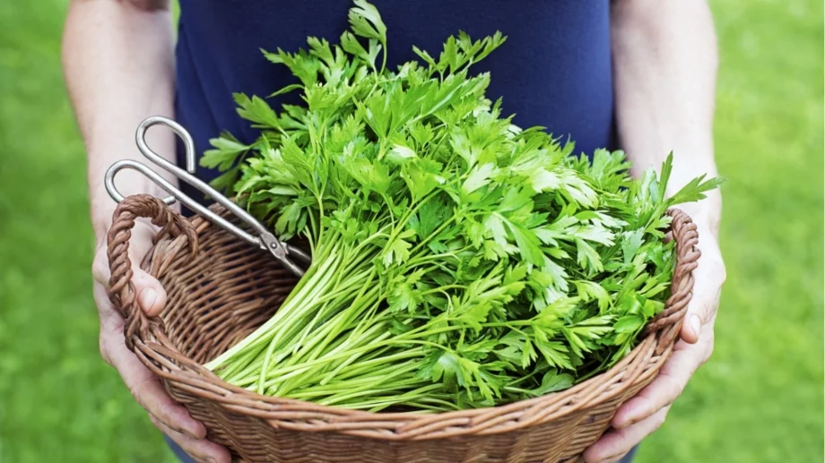 Тази подправка може да ви убие, внимавайте