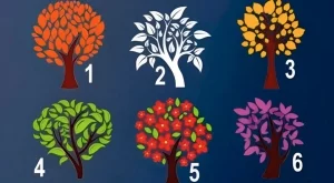 Изберете си дърво и разберете какво мислят другите за вас