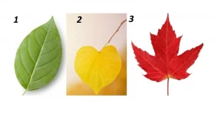 Тест: Изберете си листо и разберете дали сте влюбен, шегаджия или приятел 