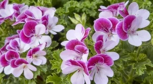 Експерти: Как правилно да се грижим за мушкатото от пролетта до есента