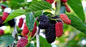 Често са пренебрегвани, а НЕ трябва: Ползи от яденето на черници