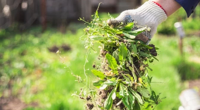 Цветята, които убиват плевелите