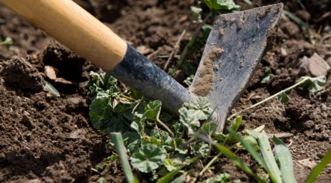 Забравете за плевелите: Бабините рецепти, които работят