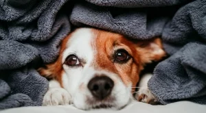 5 умни начина да използвате стари одеяла