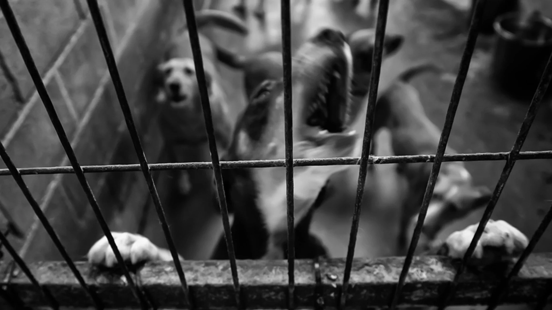 Инцидент или човешка жестокост? Прегазиха бременно куче в Свищов