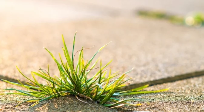 Без плевене: Как да се избавите от плевелите и да приберете рекордна реколта