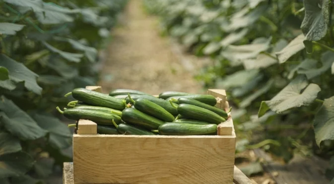 Най-ефективният и бюджетен тор за краставици се приготвя така